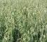 Семена овса Парламентский -1репр -биг-бег-800кг - изображение10