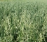 Семена овса Парламентский -1репр -биг-бег-800кг - изображение2