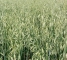 Семена овса Парламентский -1репр -биг-бег-800кг - изображение3