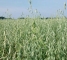 Семена овса Парламентский -1репр -биг-бег-800кг - изображение4
