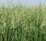 Семена овса Парламентский -1репр -биг-бег-800кг - изображение8