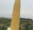 Семена сахарной кукурузы Драйвер F1-30 грамм -изображение 3