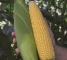 Насіння солодкої кукурудзи Драйвер F1-30 грам -изображение 15