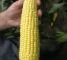 Насіння цукрової кукурудзи Генератор F1-100 насінин -изображение 3