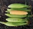 Насіння цукрової кукурудзи Генератор F1-100 насінин -изображение 9