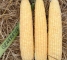 Семена сахарной кукурузы Генератор F1-100 семян -изображение 4