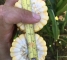 Насіння цукрової кукурудзи Генератор F1-100 насінин -изображение 6