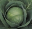 Насіння капусти Кевін F1 - 100 насінин - изображение 5