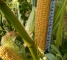 Насіння солодкої кукурудзи Оватона F1-30 грам -изображение 3