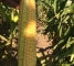 Семена кукурузы сахарной Оватона F1-30 грамм -изображение 6
