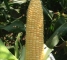 Семена кукурузы сахарной Кун-Фу F1-30 грамм -изображение 3