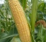 Семена кукурузы сахарной Кун-Фу F1-30 грамм -изображение 4