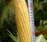 Насіння солодкої кукурудзи Мегатон F1-30 грам -изображение 8