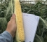 Насіння солодкої кукурудзи Мегатон F1-30 грам -изображение 4