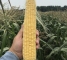 Насіння солодкої кукурудзи Мегатон F1-30 грам -изображение 5