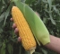Семена кукурузы сладкой Оватона F1-5000 семян -изображение 9