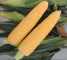 Насіння кукурудзи солодкої Оватона F1-5000 насінин -изображение 7