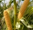Семена кукурузы сладкой Оватона F1-5000 семян -изображение 3