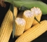 Семена кукурузы сладкой Оватона F1-5000 семян -изображение 6