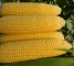 Насіння кукурудзи солодкої Оватона F1-5000 насінин -изображение 5