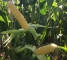 Семена кукурузы сладкой Кун-Фу F1-2500 семян -изображение 5
