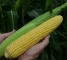 Насіння кукурудзи солодкої Мегатон F1-3000 насінин -изображение 8