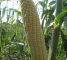 Насіння кукурудзи солодкої Растлер F1-5000 насінин -изображение 3