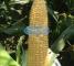 Насіння кукурудзи цукрової Кун-Фу F1-100 тис.насінин -изображение 1