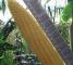 Насіння кукурудзи цукрової Растлер F1-100 тис.насінин -изображение 1