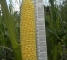 Насіння кукурудзи цукрової Растлер F1-100 тис.насінин -изображение 3